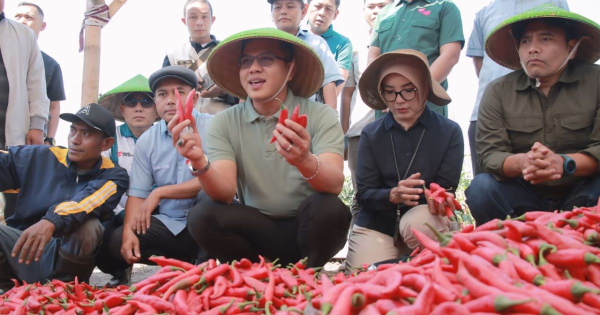 Bupati Bandung Dadang Supriatna menghadiri panen cabai Tanjung yang dikelola Koperasi Desa Merah Putih Desa Lengkong Kecamatan Bojongsoang. (Foto Diskominfo).