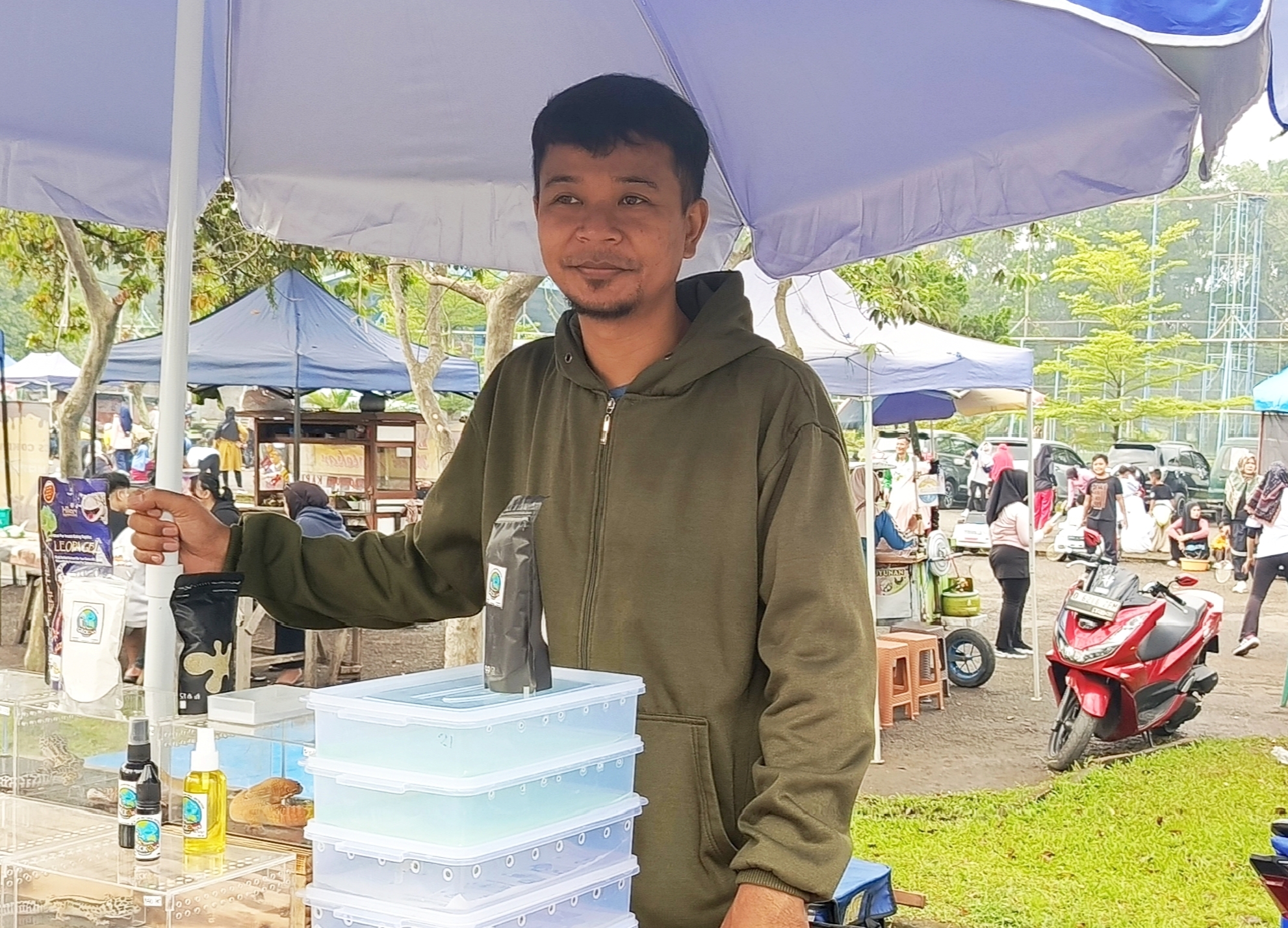 Sejak Covid Ternak Gecko Ey Kini Omsetnya Sampai Rp 15 Juta Perbulan